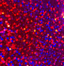 ProPeel Media 1yd / 24" / Disco Sequins ProPeel Holographic Adhesive Backed Film - 24"