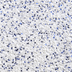 Thermoflex Media White / Royal Blue GlitterFlex Ultra 20" 1 Yd